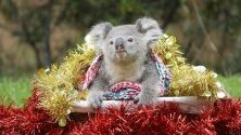 Australian Reptile Park показва коала, обградена от коледна декорация. Паркът е разположен край Сидни.