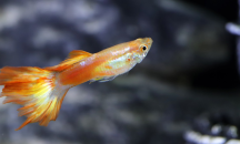 Биолози превърнаха рибешки звуци в празничен коледен запис