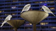 Осветени статуи на птици, наречени `Le Desire et la Menace` от френския творец Седрик льо Борн, са изложени върху фонтана Каруж край Женева, Швейцария.