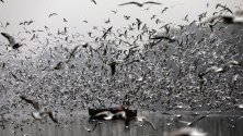 Индиец храни мигриралите птици в река Ямуна в Ню Делхи. Птиците идват да зимуват там от цяла Индия и близките страни. Отлитат през март. 