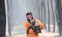 Предлагат коалите от Австралия да бъдат заселени в Нова Зеландия