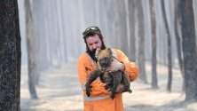 Пожарникарят Саймън Адамчик спасява коала от горските пожари край нос Борда на Острова на кенгурата, Австралия. Близо милиард са вече загиналите животни в страната.
