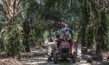 Сови ще гонят плъховете от палмовите плантации в Малайзия