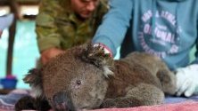 Ветеринари и доброволци спасяват коали от природния парк на Острова на кенгуратата в Австралия. 