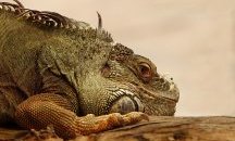 Светът е голям и спасение дебне отвсякъде
