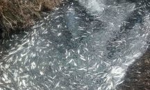 Фекални води са убили 20 тона риба в язовир край Варна