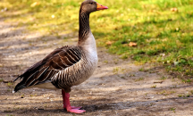 Ново огнище на птичи грип в Полша