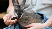 Спасено от горските пожари червеногушо валаби в болница за диви животни в зоопарка Таронга в Сидни, Австралия.