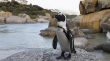 Африкански пингвин по скалите на плажа Булдерс в Саймънстаун, Южна Африка. Този вид пингвини е в списъка на застрашените видове, като броят им намалява постоянно през последното десетилетие.