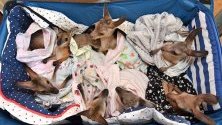 Бебета кенгуру и валаби в болница за диви животни в Куийнсленд, Австралия, където от откриването през 2004 г. са излекували над 90 000 животни, пострадали при суша, горски пожари, бури или човешка намеса.