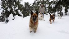 Кучета се радват на снега в планините на Кипър.