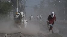 Жител дърпа кравите си по пътя в Агонсильо, Филипините. Властите предупреждават, че изригналият вулкан в региона може отново да се активира.