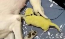 Зелено кученце се роди в Северна Каролина