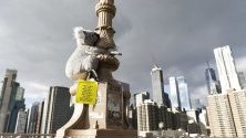 Плюшена коала е закачена за Бруклинския мост в Ню Йорк от благотворителна организация с цел набиране на средства за горските пожари в Австралия.