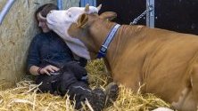 Крава ближе собственичката си по време на Swiss Expo в Женева, Швейцария  - най-голямото изложение за добитък  в Европа.