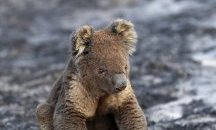 Жадна коала пие вода от пътя
