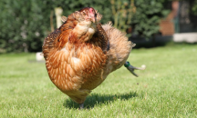 Кокошка снесе яйце с датата на Апокалипсиса