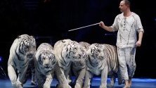 Дресьорът Сергей Нестеров с изпълнение с тигри по време на закриването на Международния цирков фестивал в Монте Карло, Монако.