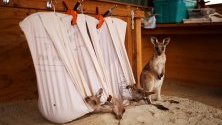 Спасени бебета кенгуру живеят в имот на Кевин и Лорита Клапсън в Източен Лин, Австралия.