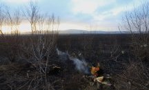 Над 80% от Драгоманското блато е засегнато от пожара