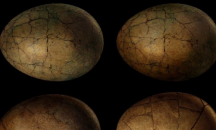 Откриха яйце от динозавър със запазен ембрион