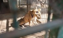 „Четири лапи“ спасява бедстващи лъвове от зоопарк в Судан