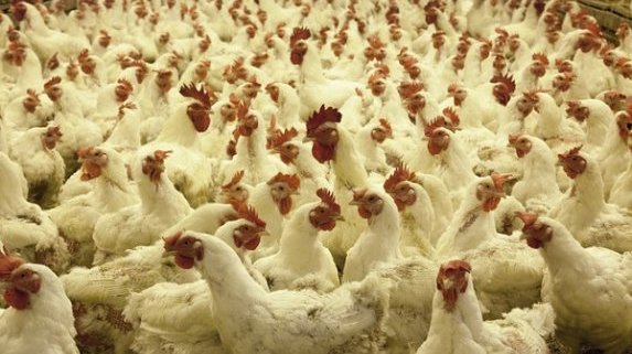 БАБХ умъртвява 174 000 птици в Асеновград заради огнище на заболяване