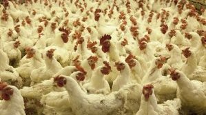 БАБХ умъртвява 174 000 птици в Асеновград заради огнище на заболяване