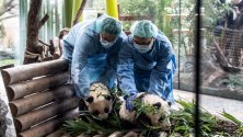 Зоогледачи държат наскоро родените панди-бризнаци Мън Сиан и Мън Юан в зоопарка в Берлин.