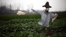 Плашило със защитна маска в поле в провинция Хубей, Китай. Властите удължиха Пролетния празник до 2 февруари, заради разрасналата се епидемия от коронавирус в провинцията. 