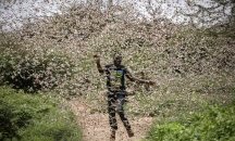Сомалия обяви извънредно положение заради нашествие на скакалци