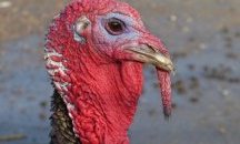 Акцент на деня: Импийчмънти, келеши и мисирки
