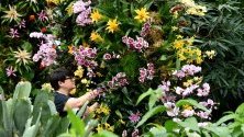 Служител в Кю Гардънс позира до цветя преди откриването на 25-ия Фестивал на орхидеите в Лондон. Над 5000 вида орхидеи участват в проявата, която продължава до 8 март.