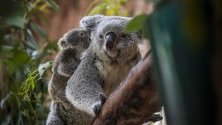 Седеммесечна коала с майка си в Лисабонския зоопарк, Португалия.