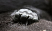 Мълния уби застрашен вид горили в Уганда