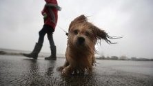 Жителка на град Харлинген, Холандия, и кучето й се разхождат по време на силен вятър, причинен от бурята Киара.