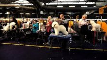 Кучета порода бишон фризе се подготвят за надпреварата 2020 Westminster Kennel Club Dog Show в Ню Йорк.
