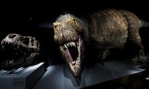 Канадски учени откриха нов вид тиранозавър