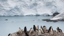 Пингвини на Слонския остров в Антарктика. Популацията на този вид пингвини в някои антарктически колонии е паднала със 77% за последните 50 години.