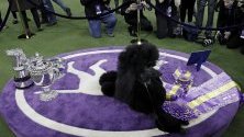 Пуделът Сиба спечелва голямата награда на 2020 Westminster Kennel Club Dog Show в Мадисън Скуеър Гардън в Ню Йорк.
