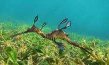 Рядък вид морски кончета се родиха в американски аквариум