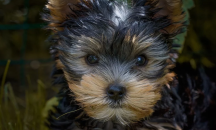 Семейство намери изгубеното си преди 14 години куче