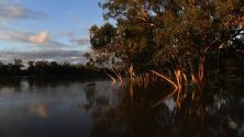 Наводнени дървета от река Балоун в Куийнсленд, Австралия, вдигнала нивото си с 12 метра.