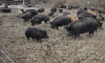 Африканската чума е унищожила почти изцяло източнобалканската свиня