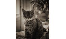 Котка стана звезда в интернет със свирепия си вид