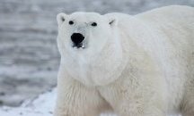 Белите мечки в Русия започнаха да се самоизяждат
