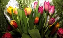 На 8 март: пожеланията на политиците