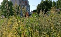 Бум на сигналите за кърлежи в столицата