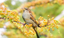 Отбелязваме Световния ден на врабчето