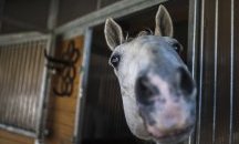Файтони доставят храна по домовете във Виена